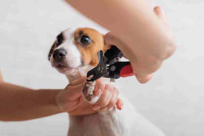 Mobile Dog Grooming Near Me: Quality Care Without Leaving Home